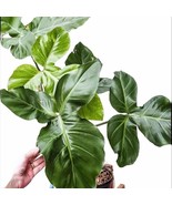 Philodendron Barrosoanum Starter Plant 2 Plants Fresh Garden - $39.00