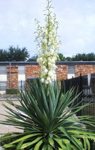 10PCS Yucca Glauca - Soapweed Yucca - fresh seeds - Hardiest Yucca In The World! - £7.01 GBP