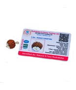 8 Mukhi Rudraksha/Eight Faced Rudraksha Pendant Original Rudraksha Locke... - $25.16