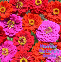 US Seller 100 Seeds Zinnia Merlot Fiery Vibrant Red Purple Blooms  Butterflies - £7.95 GBP