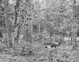 Damaged trees on Culp&#39;s Hill Battle of Gettysburg 1863 New 8x10 Civil War Photo - £6.96 GBP