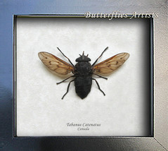Tabanus Catenatus Real Giant Horse-flies Framed Entomology Collectible S... - $54.99