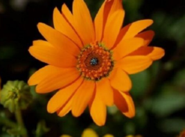40 Pc Seeds African Daisy Orange Glory Flower Plant, African Daisy Seeds | RK - £11.56 GBP