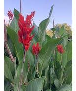 4 Canna Lily Tuber Bulbs Big Red Vibrant Tropical Green Foliage Organic ... - $426.11 MXN