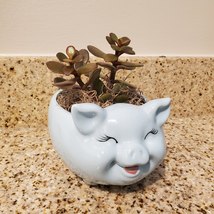 Pig Plant Pot with Baby Jade Succulent, 6" Ceramic Blue Pig Planter