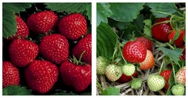 Bare Root - 25 Earliglow Strawberry Plants - The Earliest Berry! - $60.99