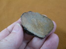 DF302-3 Fossil REAL 1-3/4" DINOSAUR Bone Slice Jurassic Dino love dinos ... - $10.49