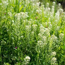 US Seller Field Pennycress Thlaspi Arvense Packet Of 40 Seeds Fast Shipping - £13.34 GBP