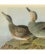 Gadwall Ducks Bird 1946 Color Plate Print John James Audubon Nature DWV2A - €34,33 EUR