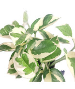 N’Joy Pothos Live Healthy Indoor Houseplant 4&quot; Full Pot - £36.14 GBP