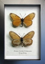 Yellow Coster Acraea Issoria Real Butterflies Set Framed Entomology Shadowbox - $59.99