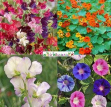 50 Seeds Climbers Deluxe Mix Colorful Morning Glory Sweet Pea Nasturtium Vines - £9.38 GBP