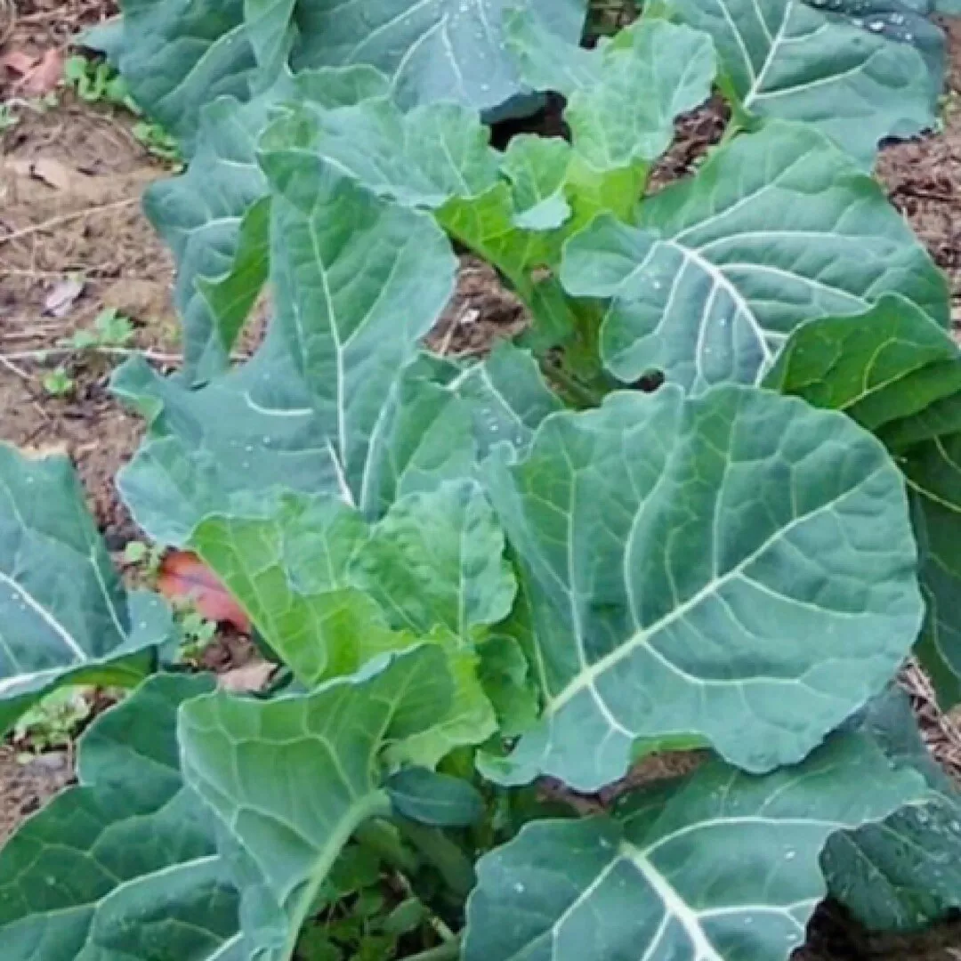 SGH 400 Georgia Collard Seeds Heirloom Vegetable Spring Fall USA Seller - £6.43 GBP