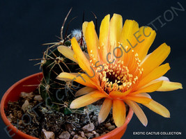 USA Store 15 Seeds Store Echinopsis Pugionacantha @Lobivia Cactus Chamaecereus S - £12.44 GBP