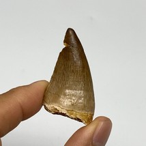 15g,1.7&quot;X1&quot;x0.8&quot; Fossil Mosasaur Tooth reptiles, Cretaceous @Morocco, B23843 - £7.81 GBP