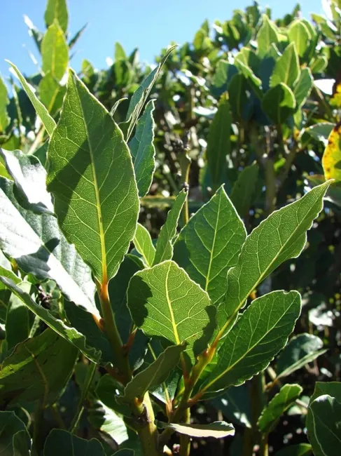 Bay Leaf Willow Tree Get One Bay Leaf Willow Cutting To Grow Fresh Garden - £30.54 GBP