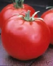 Tomato Celebrity Hybrid Great Garden Vegetable 10 Seeds - $1.55