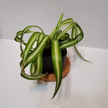 Curly Spider Plant, Chlorophytum comosum Bonnie, 2 inch Live Plant, House Plant