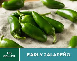 25 Pepper Jalapeño Early Seeds Capsicum annuum Heirloom Vegetable Medium... - $15.76