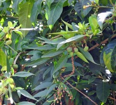 Prinsepia Utilis Himalayan Wild Cherry 10 Seeds USA Garden - £7.39 GBP