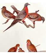 Passenger Pigeon Mourning Dove 1936 Bird Lithograph Color Plate Print DW... - £19.66 GBP