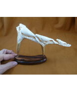 Whale-53 Humpback pod of 4 Whales of shed ANTLER figurine Bali detailed ... - €93,98 EUR