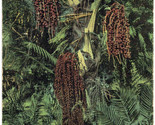 Hawaii - Wine Palm, Hawaiian Islands - c1910s Island Curio Co. Postcard - $8.42