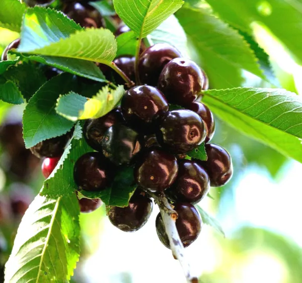 20 Black Cherry Seeds Sweet Edible Fruit Usa Native Tree (Prunus Serotina) Fresh - £10.19 GBP
