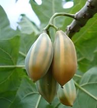 25+ Oak Leaved Papaya Seeds for Garden Planting - £5.60 GBP