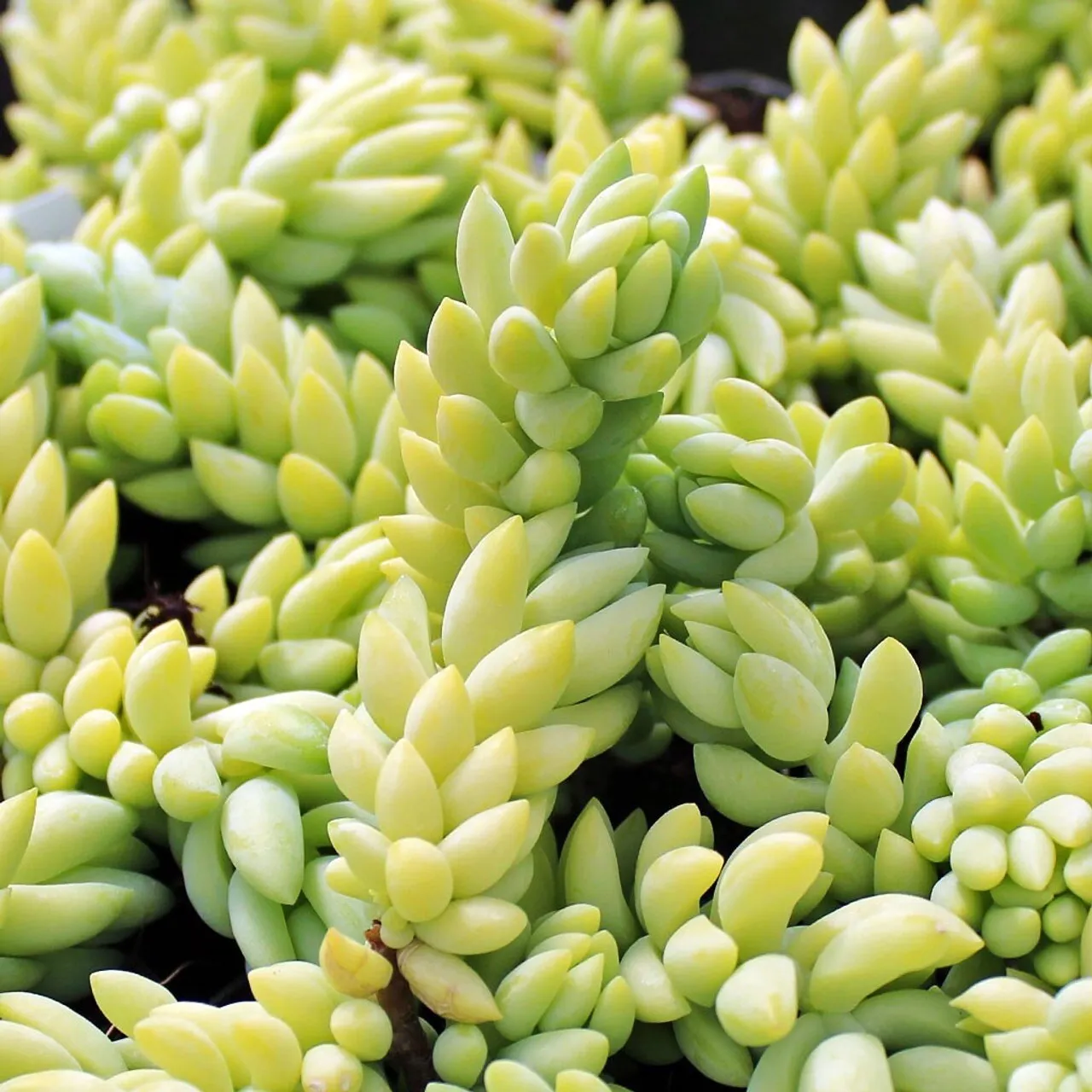 2&#39;&#39; Plant Pot Succulent Burro&#39;s Tail (Sedum Morganianum) Donkey&#39;s Tail R... - $21.98