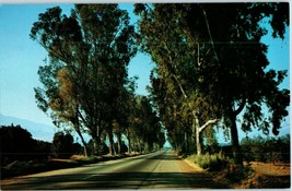 Eucalyptus Trees from the Highways of California Postcard - £4.68 GBP