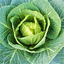 601+Vates Collard Greens Seeds Heat Frost Tolerant Slow Bolt Container F... - $8.50