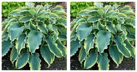 1 Live Potted Plant hosta VOICES IN THE WIND medium wavy 2.5&quot; pot - £36.16 GBP