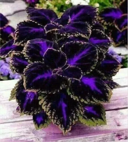 25 Seeds Black Purple Coleus Flowers Easy to Grow Garden - £12.20 GBP