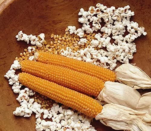 25 Snow Puff Popcorn Seeds To Grow . Grow Your Own Popcorn Usa Seller - £13.04 GBP