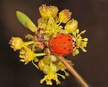 Sale 10 Seeds Spicebush Wild Allspice Lindera Benzoin Spice Bush Berry Y... - $9.90