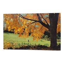 Postcard Golden Maple Tree Fall Leaves Chrome Unposted - £5.46 GBP