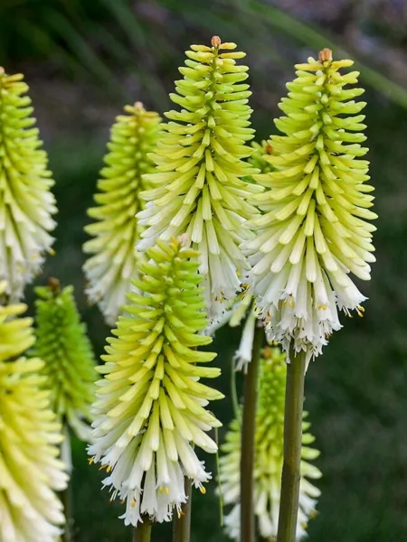 25 Lady Luck Torch Lily Hot Poker Flower seeds 839 Fresh - £4.79 GBP