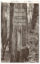 California Big Trees. Redwoods. Muir Woods National Monument RPPC Postcard - £8.87 GBP