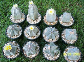 Astrophytum Myriostigma MIX @J@ exotic globular cacti rare cactus seed 200 SEEDS - £27.41 GBP