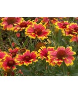 250 Gaillardia Seeds Dazzler Blanket Flower Garden Starts Nursery Fast Grow - $252.23 MXN