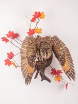 Stuffed European OWL Taxidermy Owl asio otus Bird Scarecrow - £399.40 GBP