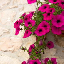 Hanging Petunia Plantas Melissa Original Flower Flores - 100 Seeds - $8.39