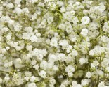 Baby&#39;S Breath Gypsophila Seeds 800 White Flowers Fast Shipping - $8.99