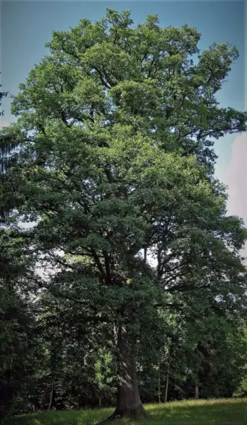 Trees Plant White Oak Trees Live Plants Stave Seedlings Saplings Acorn Nut Sha F - £58.21 GBP