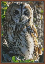 Tawny Owl ~~ counted cross stitch pattern PDF - $15.99