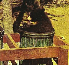 Vtg Chrome Postcard Yellowstone National Park Wyoming Bear Cub in Trashcan UNP - £9.25 GBP