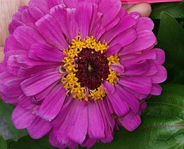 Giant Lavender Zinnia Seeds Huge Beautiful Blooms Fresh Seeds Fast Shipping - $17.48