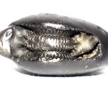Lakshmi Narasimha Shaligram  - Gandaki River Nepal - $123.75