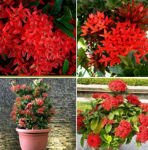 2 Pc Red Ixora Plant, Dwarf Red Ixora Flower Live Plant Plugs 2&quot; Tall - RK - £16.54 GBP